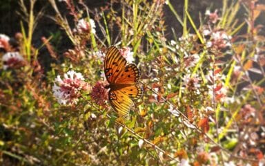 butterflies in the field