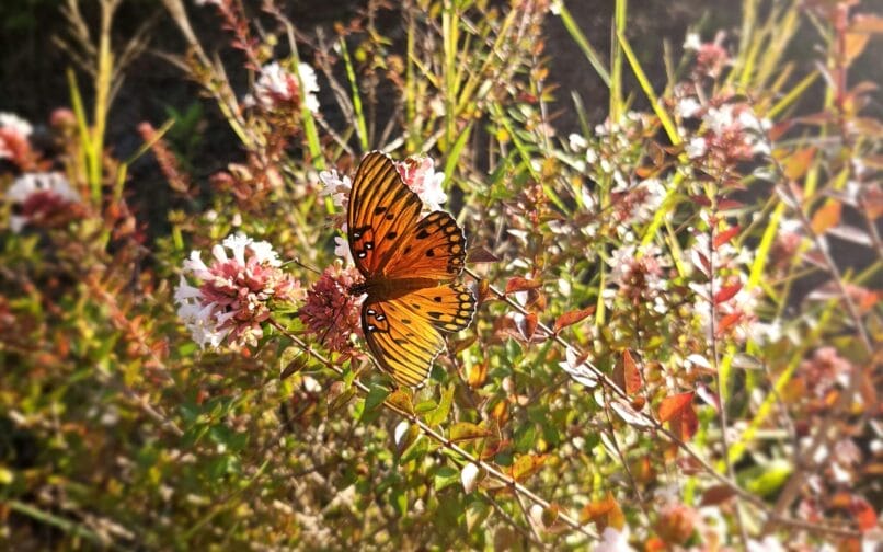 butterflies in the field
